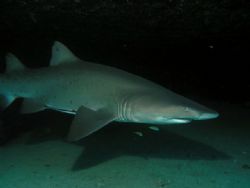 Grey Nurse Shark, Taken at Magic Point Sydney by Peter Simpson 